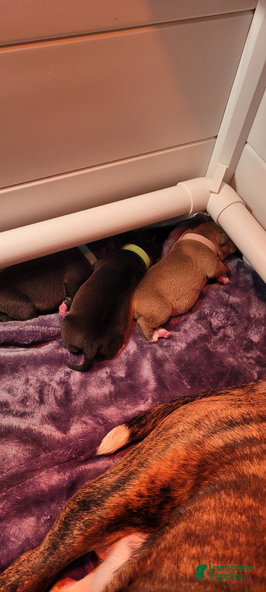 Mixed Breed dogs Mixed Breed Puppy 3 - Ad 34