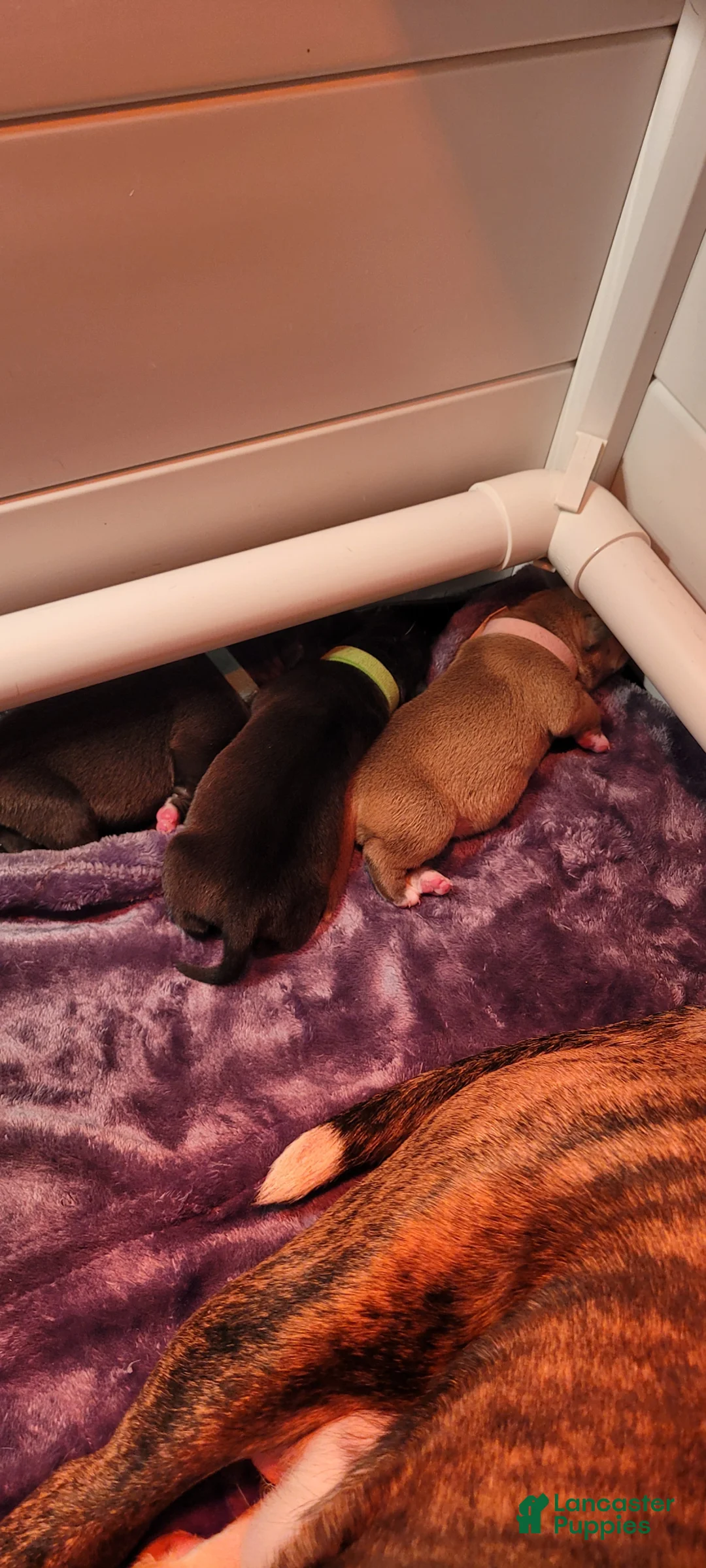 Mixed Breed dogs for sale: Mixed Breed Puppy 3 - Ad 1