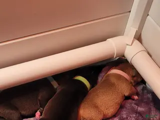 Mixed Breed dogs for sale: Mixed Breed Puppy 3 - Ad 1