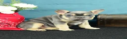 French Bulldog dogs for sale: 917 Olivia - Ad 5