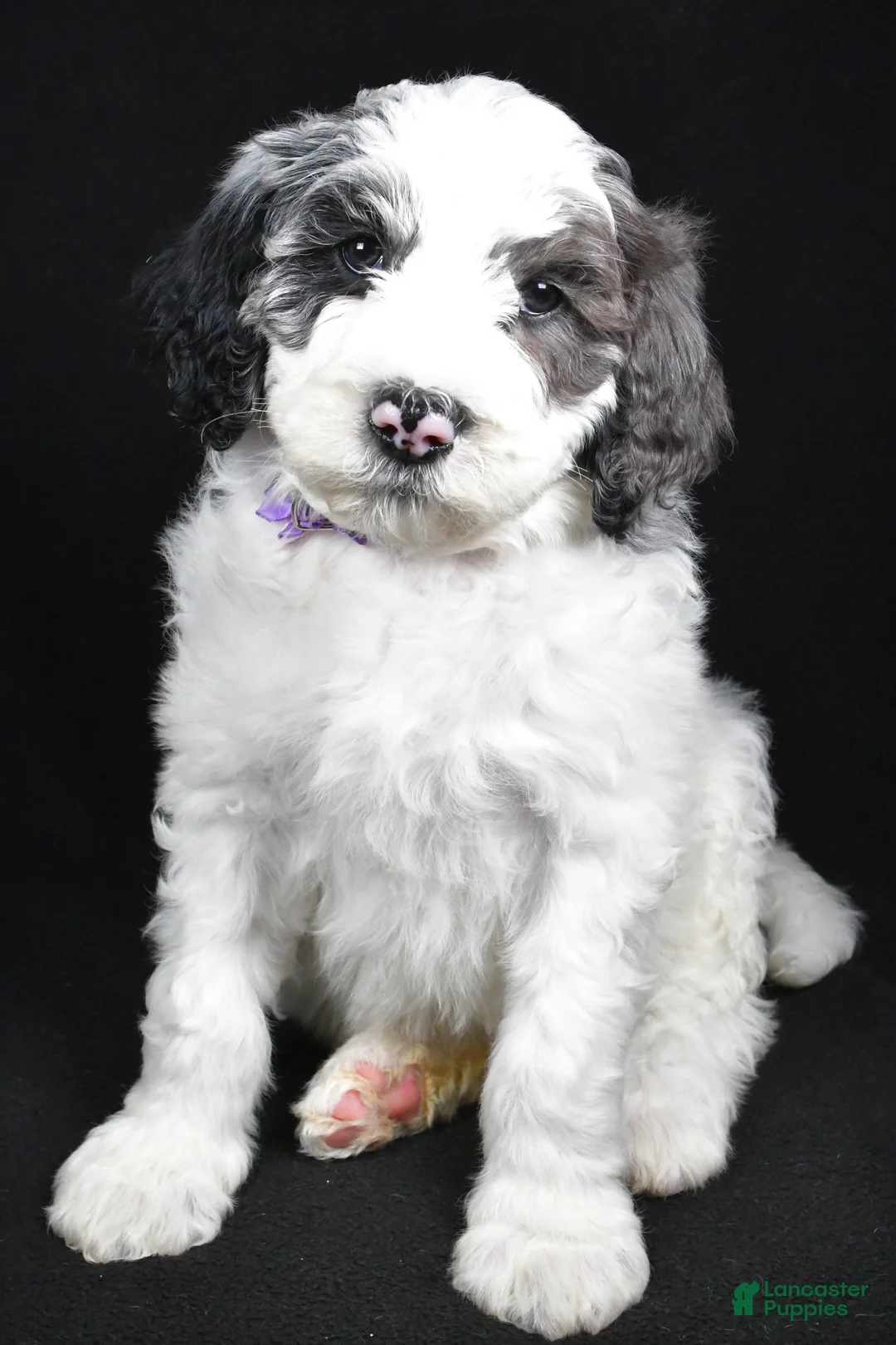 Sheepadoodle dogs for sale: Morgan - Ad 8