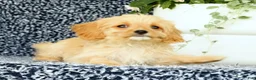 Cavapoo dogs for sale: Winston - Ad 4