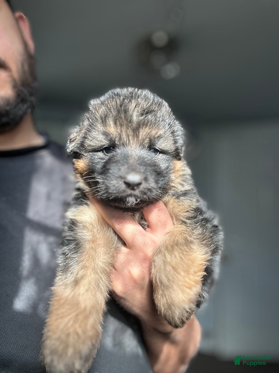 German Shepherd dogs for sale: Mango - Ad 7