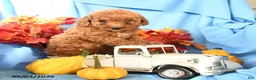 Toy Poodle dogs for sale: Denny - Ad 2