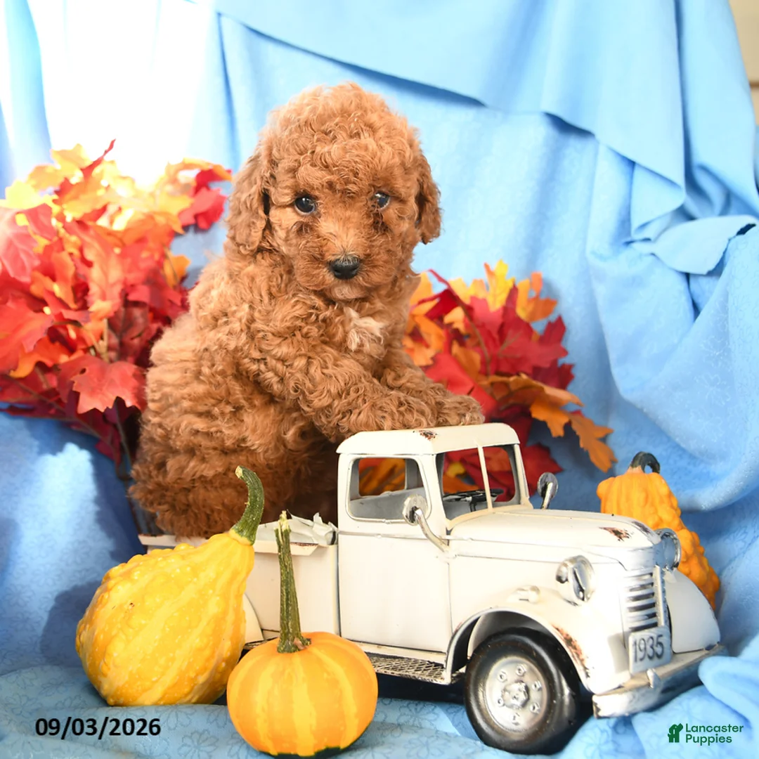 Toy Poodle dogs for sale: Denny - Ad 2