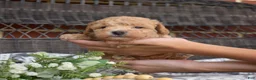 Bichpoo dogs for sale: Cricket - Ad 10