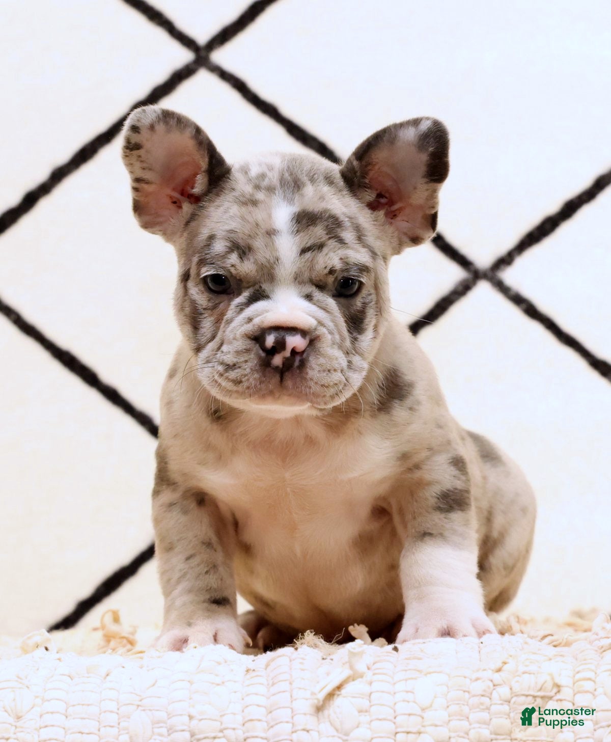 Frenchton dogs Rambo - Ad 2
