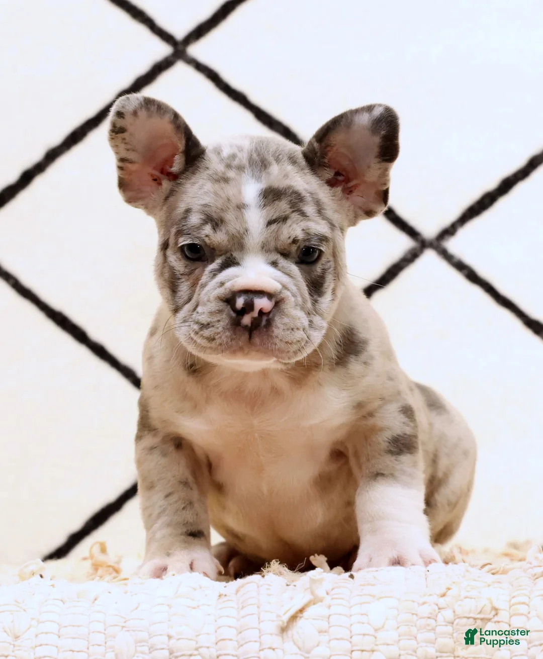 Frenchton dogs for sale: Rambo - Ad 2