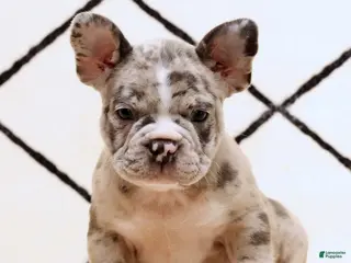 Frenchton dogs Rambo - Ad 2