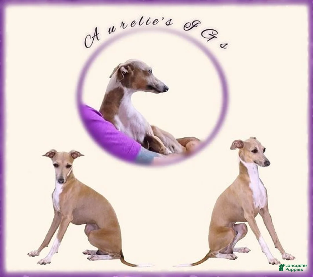 Italian Greyhound dogs for sale: Sebastian - Ad 6