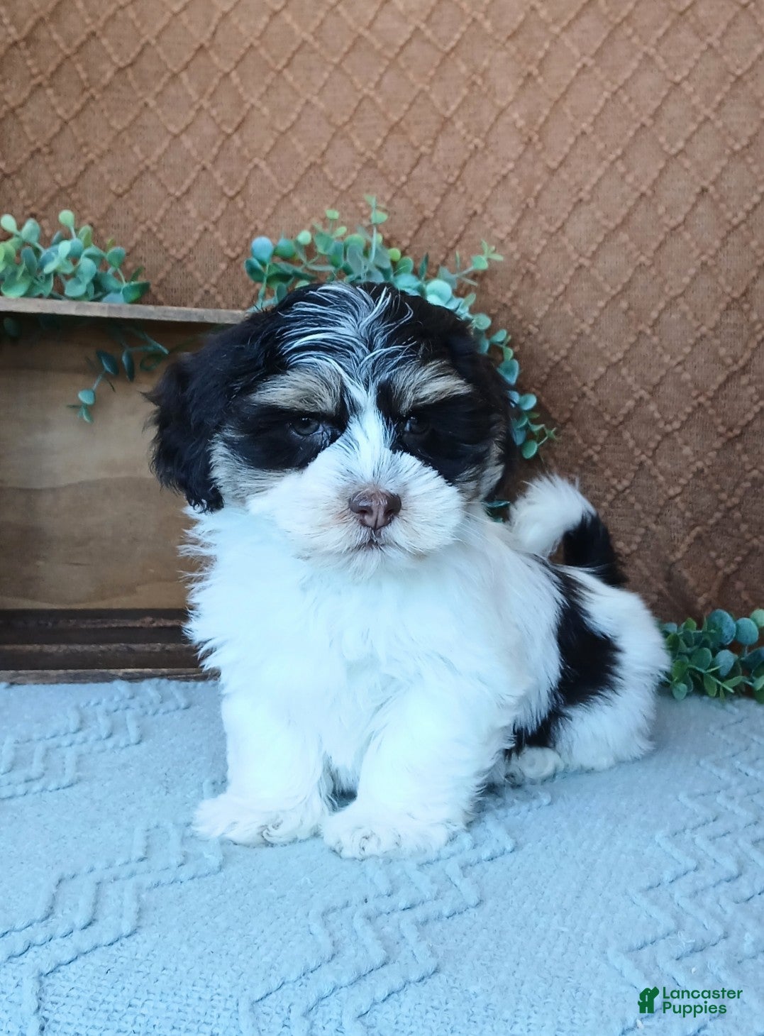 Havanese dogs Faith  - Ad 14