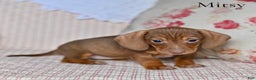 Miniature Dachshund dogs for sale: Mitsy - Ad 2
