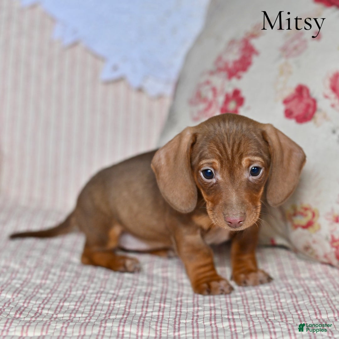 Miniature Dachshund dogs for sale: Mitsy - Ad 2
