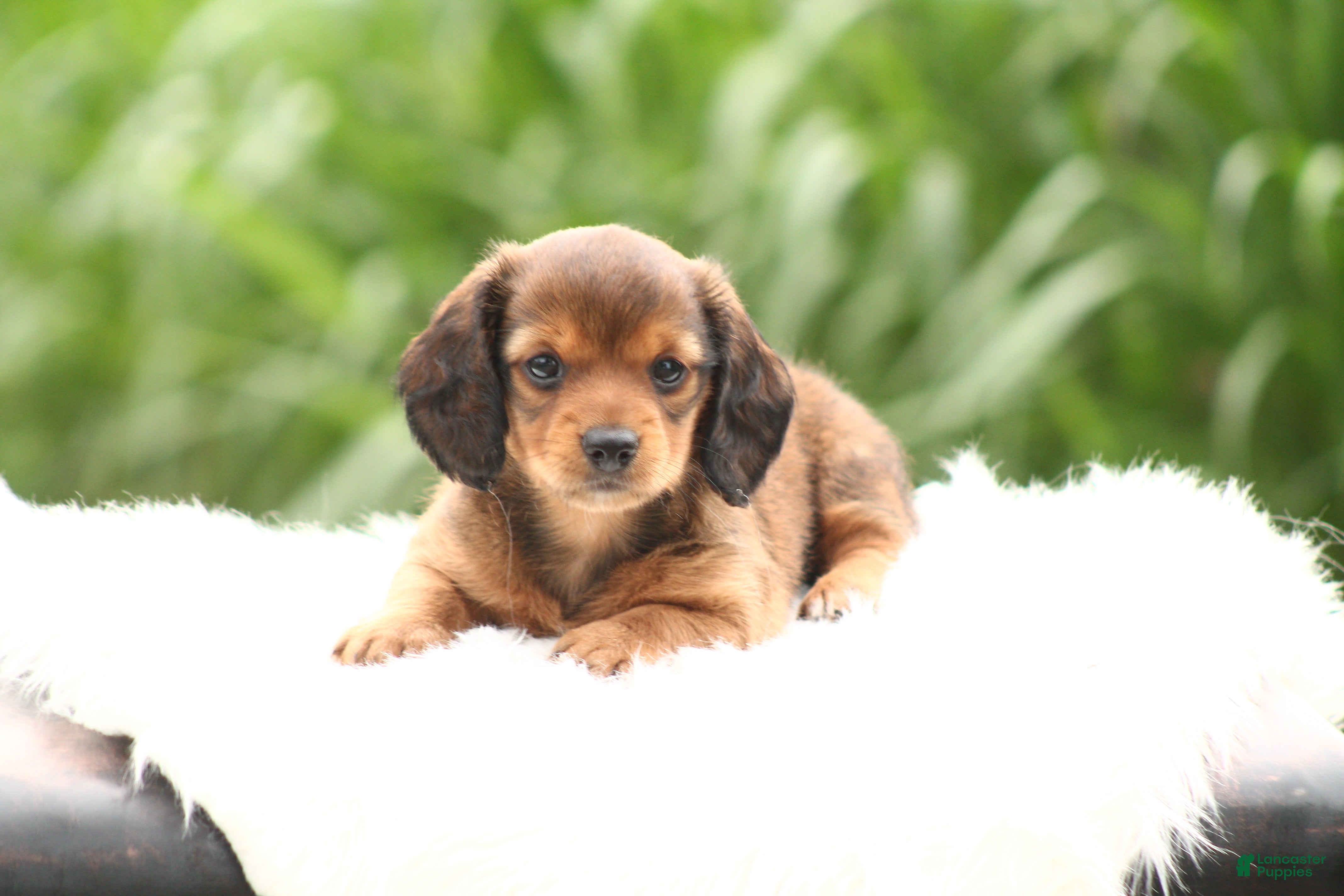 Dachshund dogs Sage - Ad 2