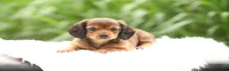 Dachshund dogs for sale: Sage - Ad 2