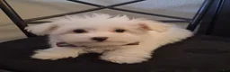 Maltese dogs for sale: Zeb - Ad 3