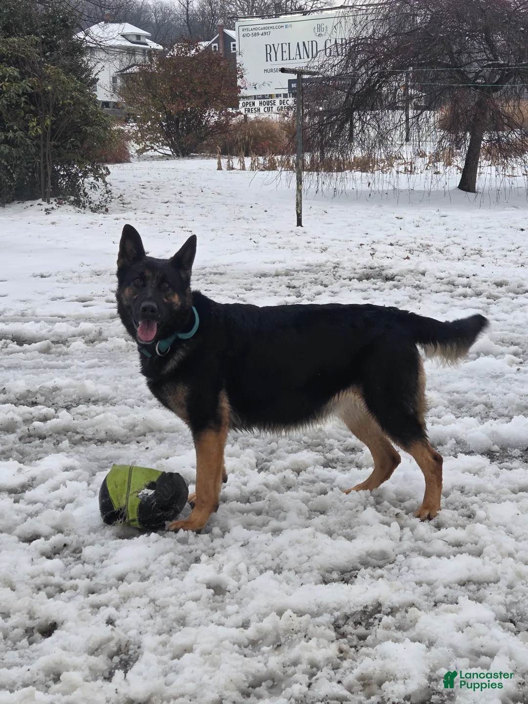 German Shepherd dogs for sale: German Shepherd Puppy 4 - Ad 2