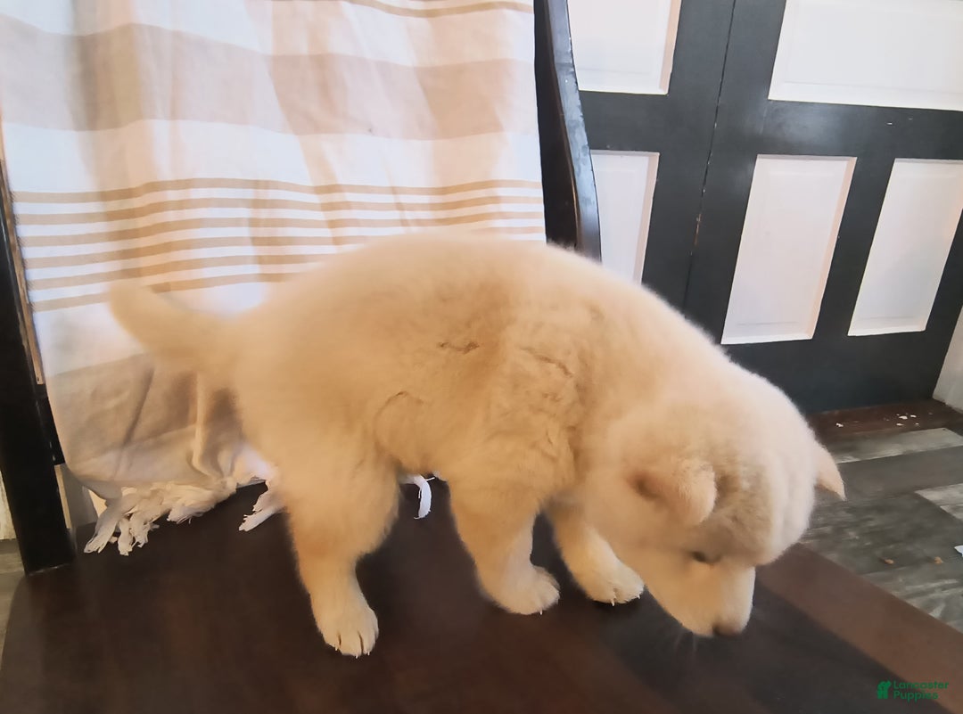 Shiba Inu dogs for sale: Trigger - Ad 3