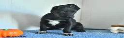 Belgian Malinois dogs for sale: Draco - Ad 14