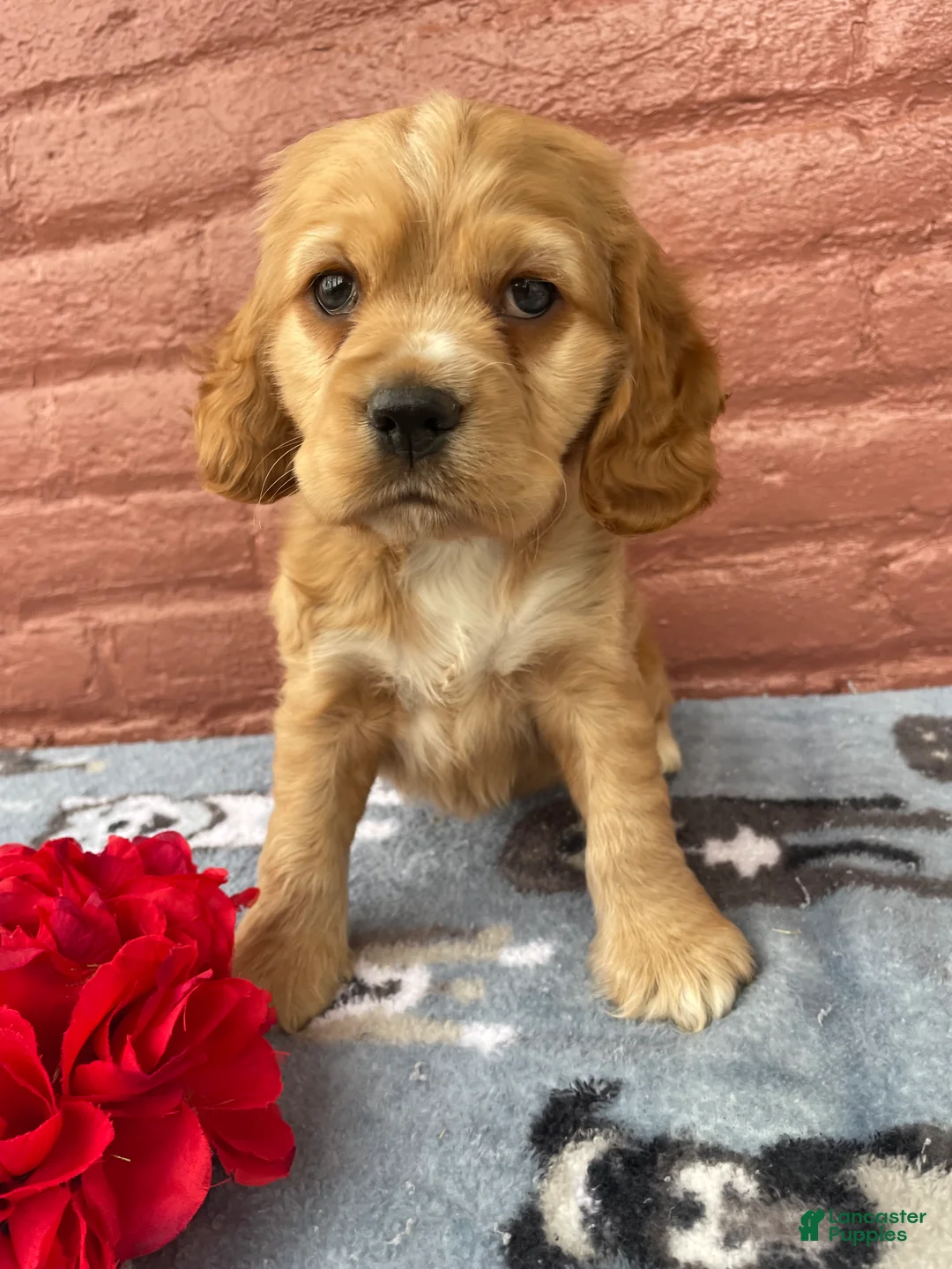Cocker Spaniel dogs for sale: Muggles - Ad 1