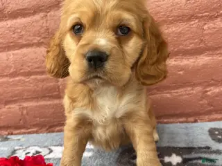 Cocker Spaniel dogs Muggles - Ad 27