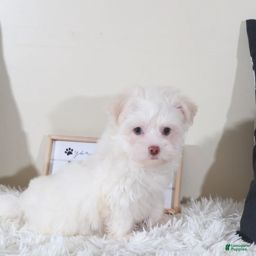Havanese dogs for sale: Havanese Puppy Stormy - Ad 2