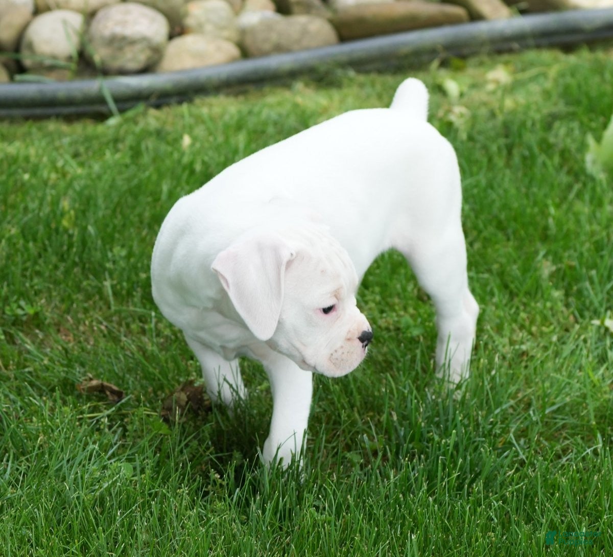 Boxer dogs Jasper - Ad 2