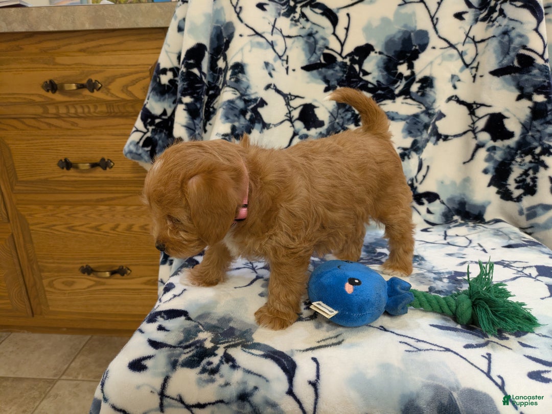 Jackapoo dogs for sale: Sapphire - Ad 6