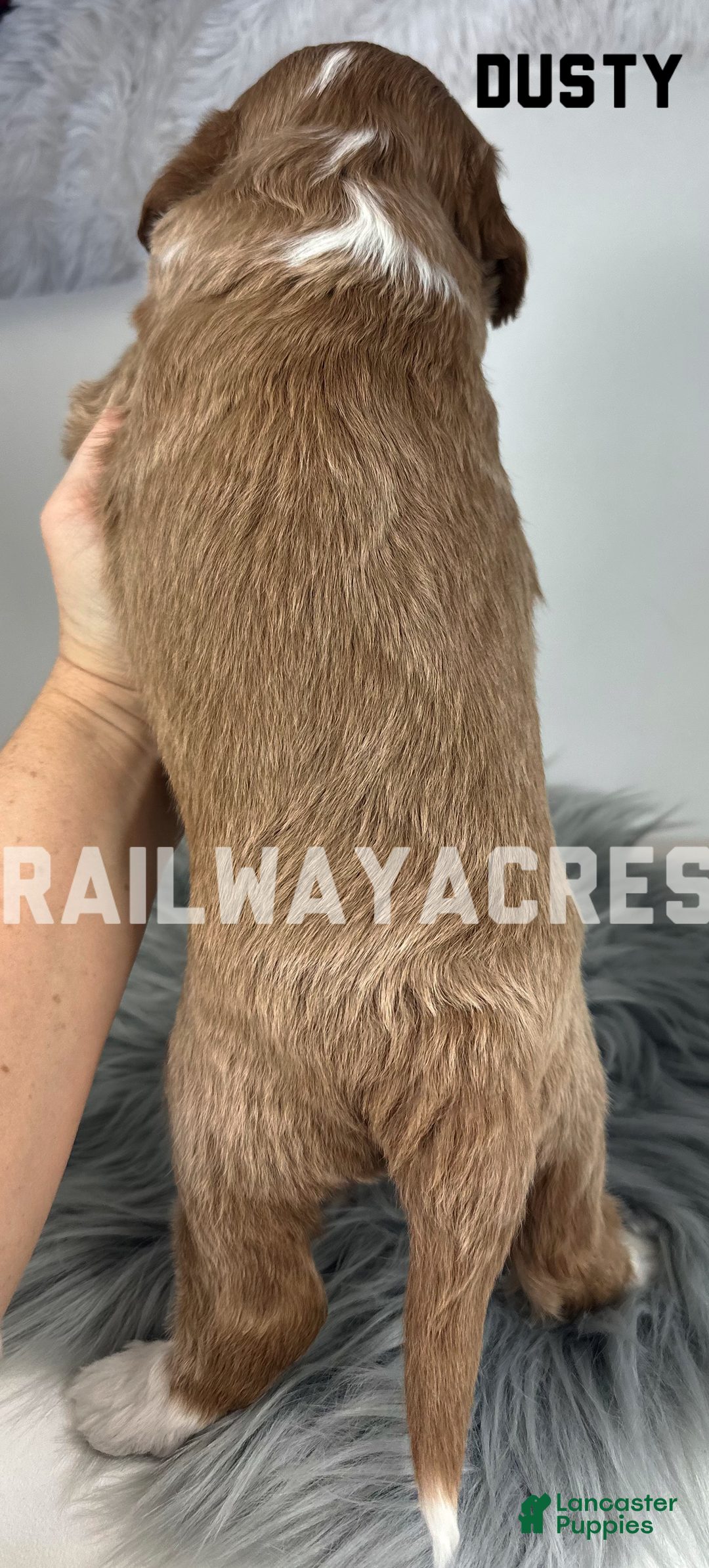 Mini Goldendoodle dogs for sale: Dusty - Ad 2