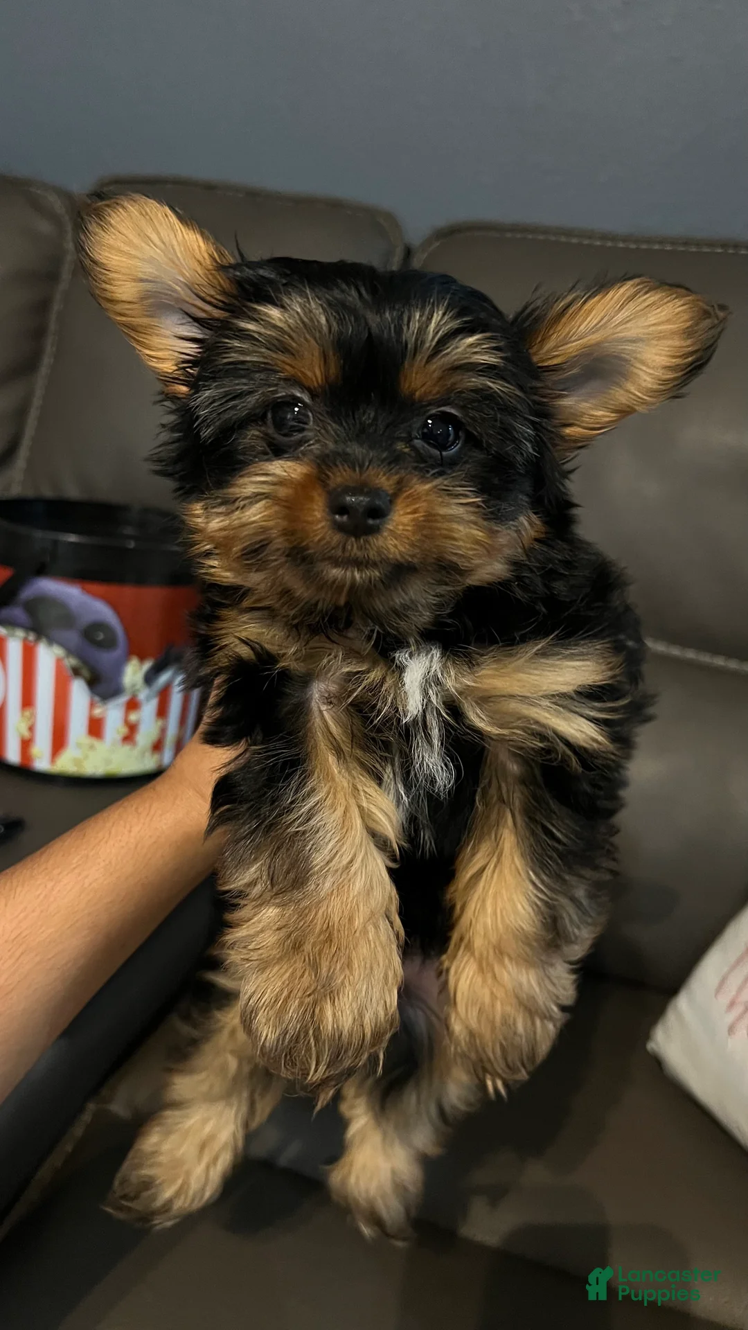 Yorkshire Terrier dogs for sale: Yorkshire Terrier Puppy 1 - Ad 2