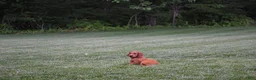 Irish Setter dogs for sale: Trixie - Ad 4