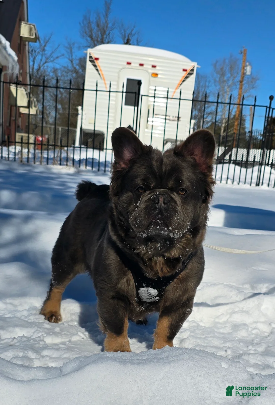 French Bulldog dogs for sale: Tyson - Ad 12
