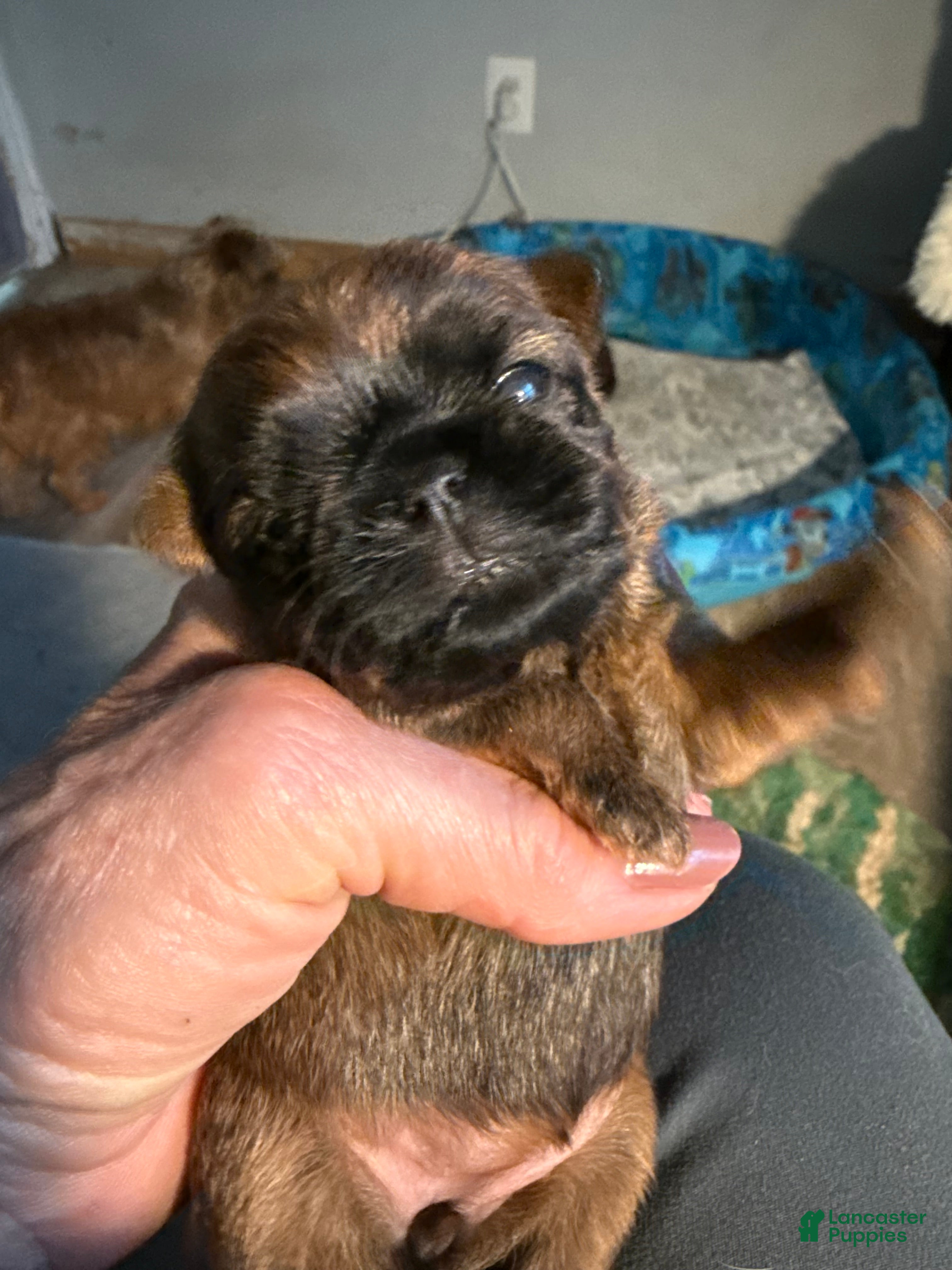 Brussels Griffon dogs Brussels Griffon Puppy 2 - Ad 4