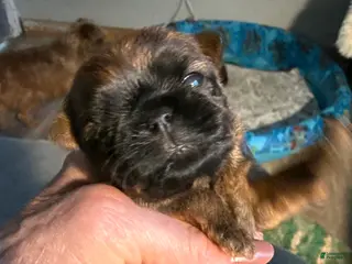 Brussels Griffon dogs Brussels Griffon Puppy 2 - Ad 4
