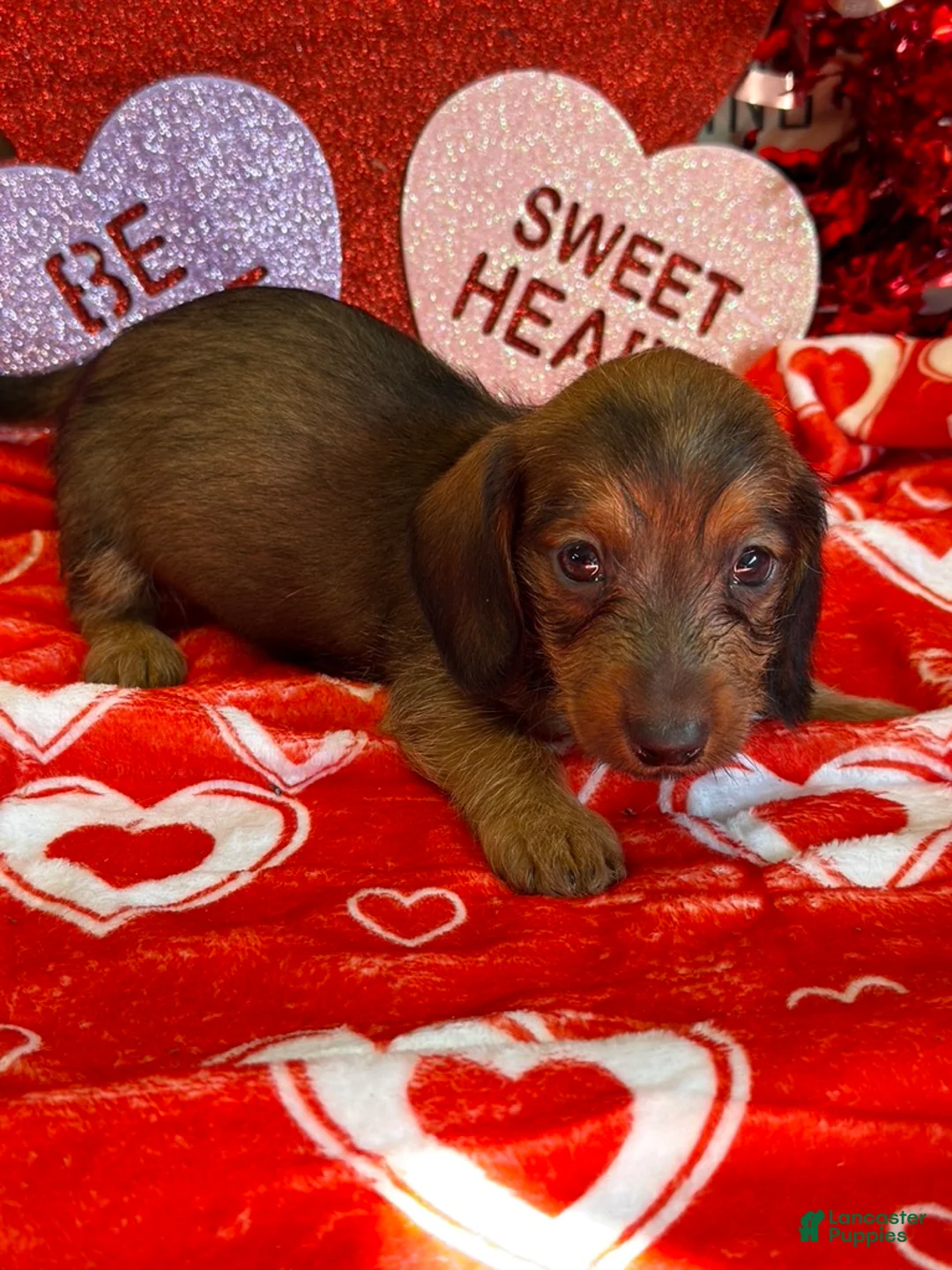 Dachshund dogs for sale: Lucky - Ad 2