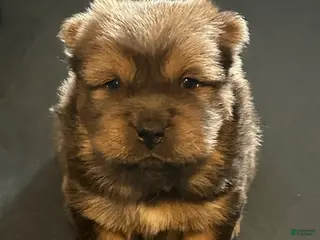 Chow Chow dogs Teddy - Ad 2