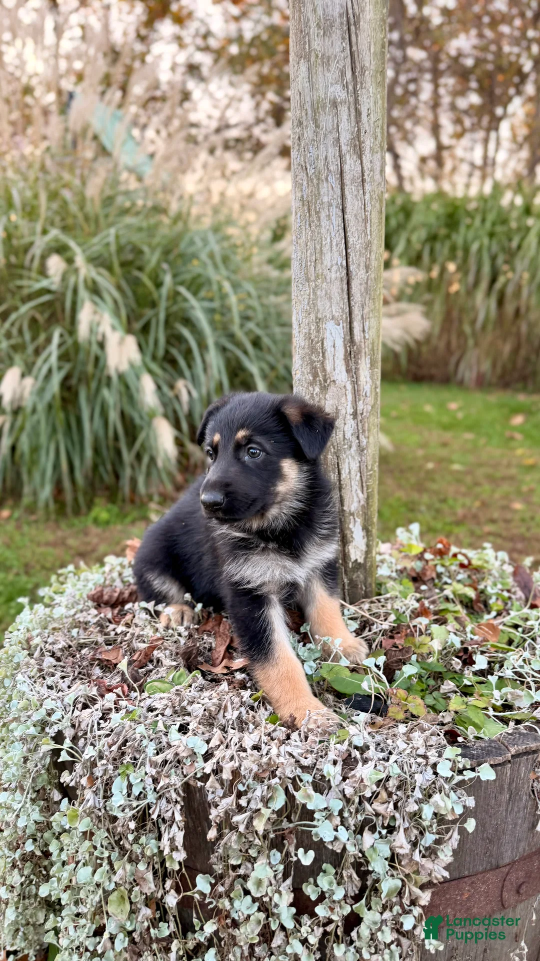 German Shepherd dogs for sale: Clover - Ad 4