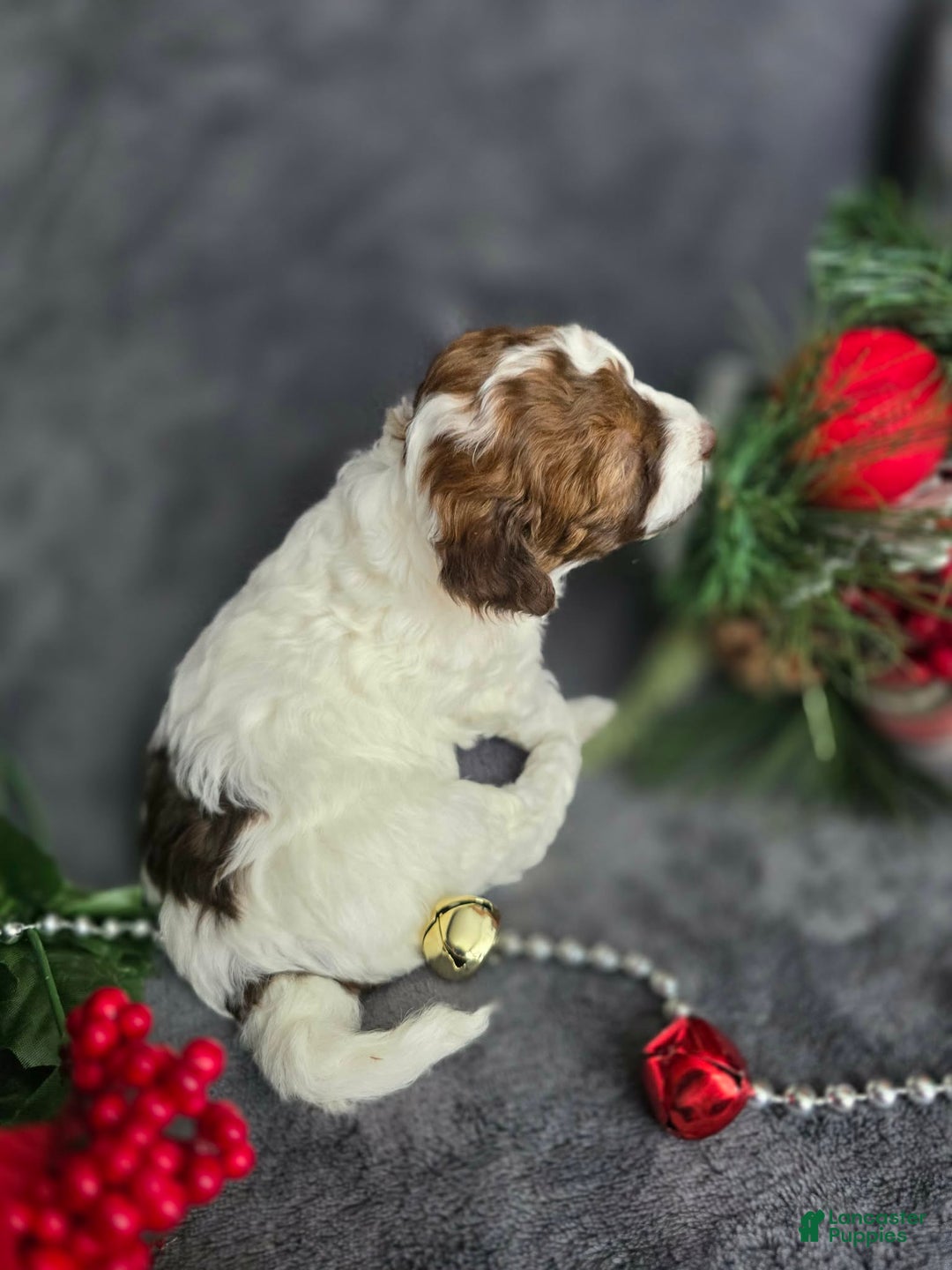 Havapoo dogs for sale: Selleck  - Ad 5