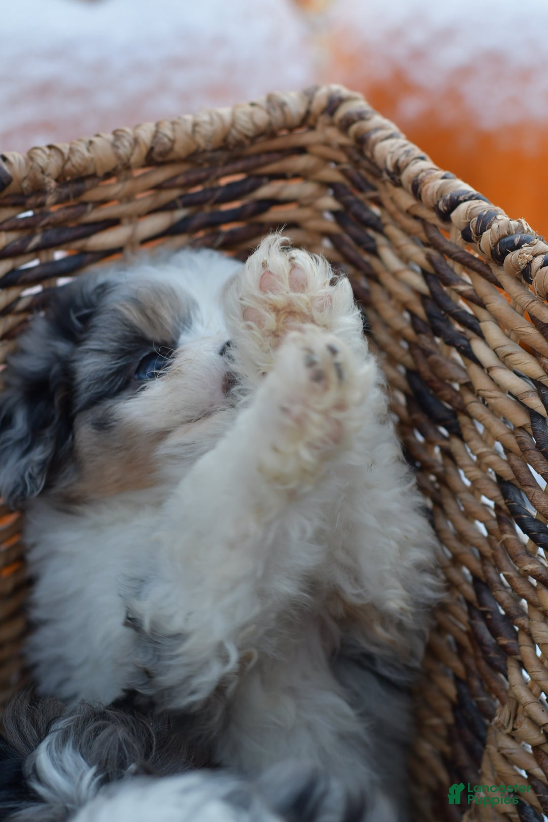 Mini Aussiedoodle dogs for sale: Cash - Ad 40