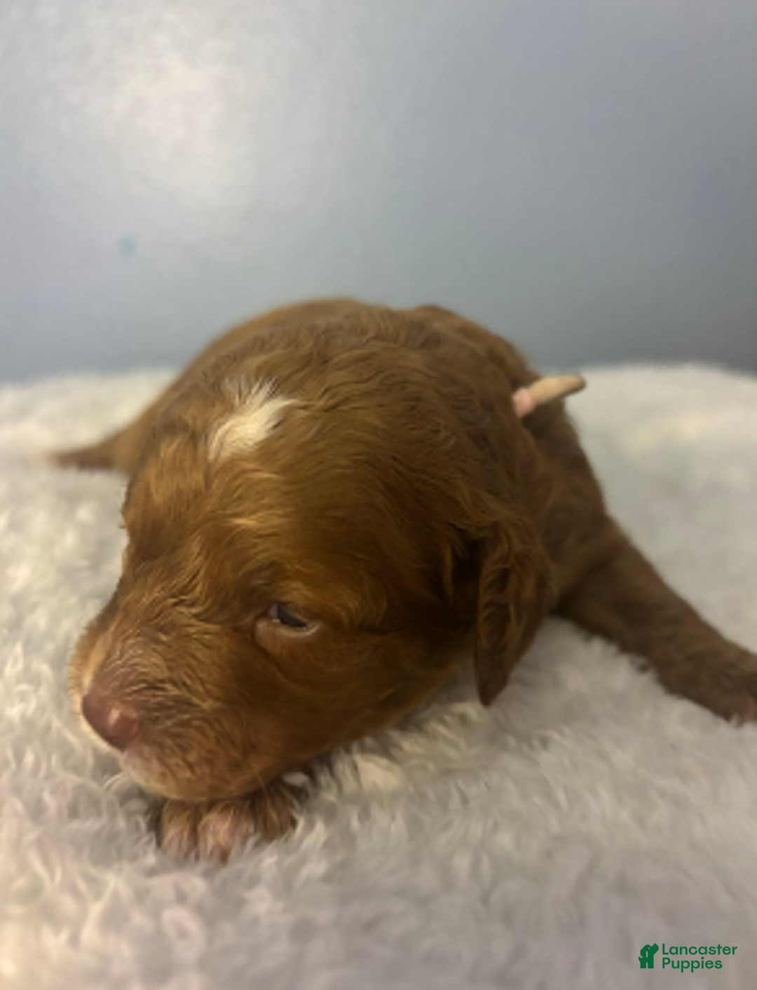 Cavapoo dogs for sale: Tinsel - Ad 1