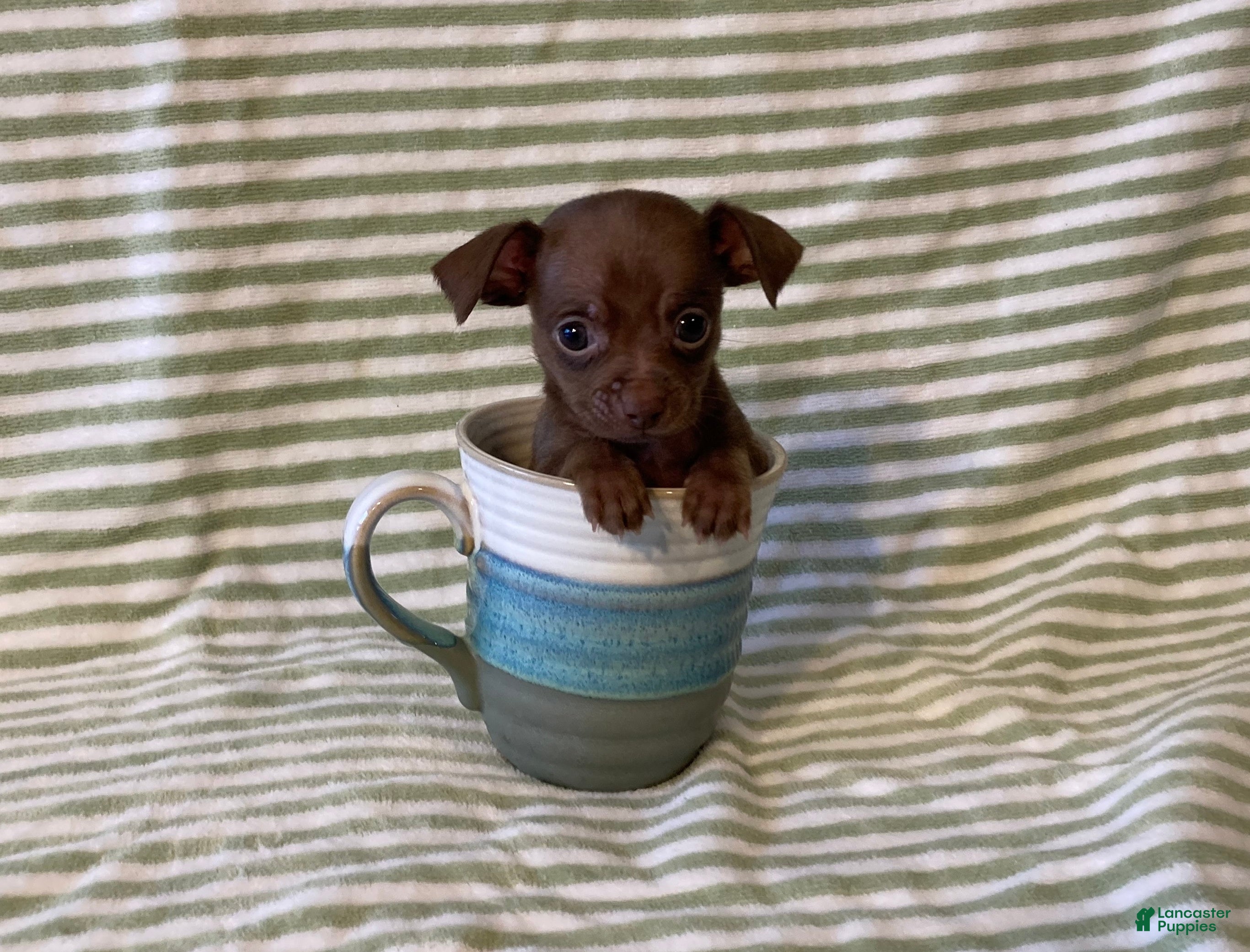 Chihuahua dogs Rio - Ad 1