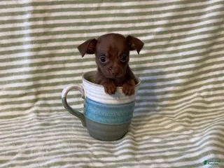 Chihuahua dogs Rio - Ad 1