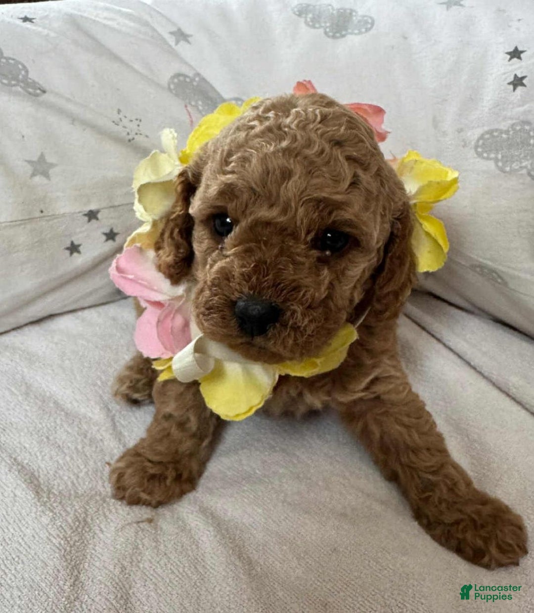 Cavapoo dogs for sale: Johnny  - Ad 3