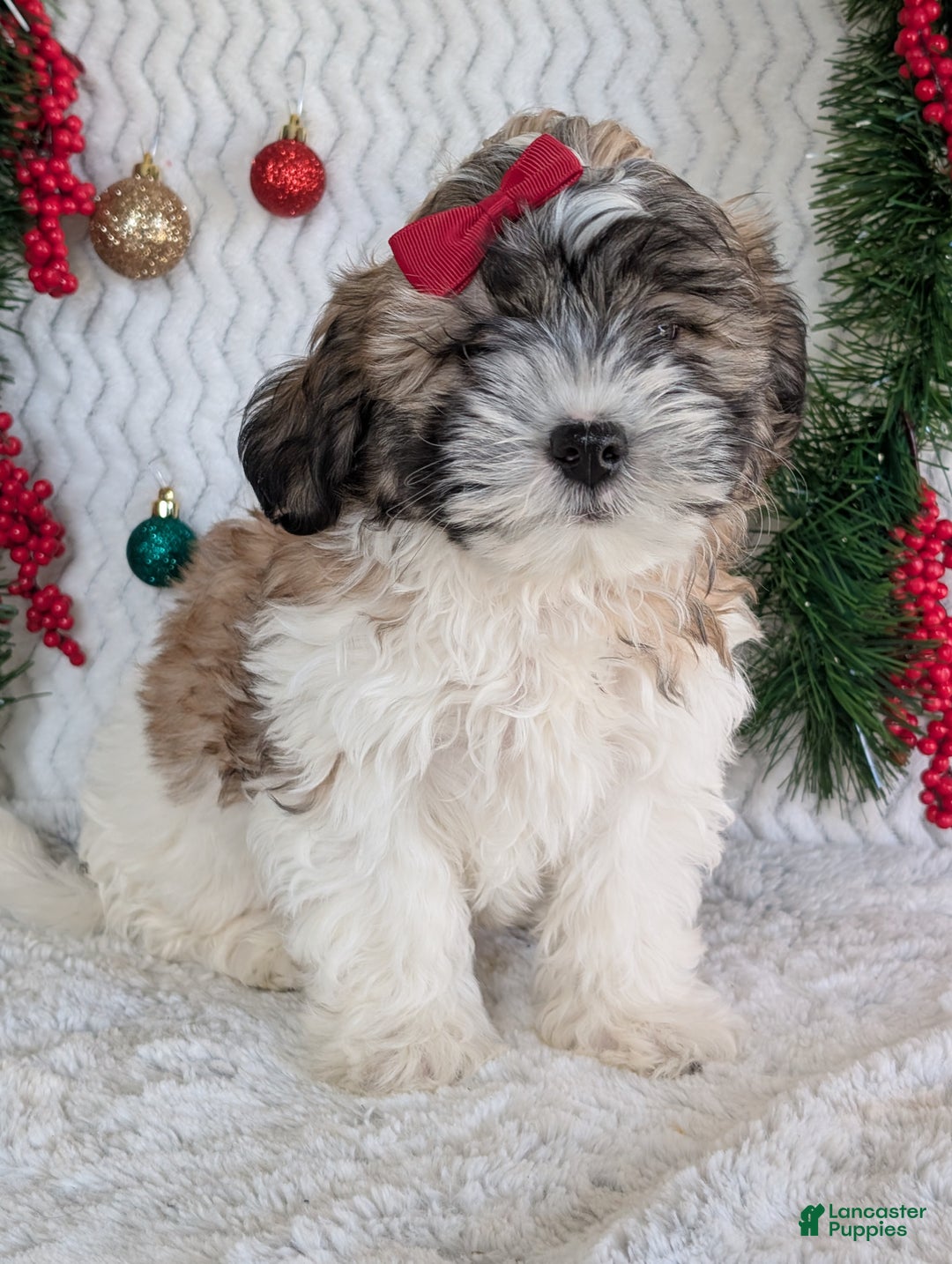 Teddy Bear dogs for sale: Kody - Ad 12