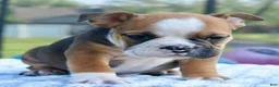 Mixed Breed dogs for sale: Bruno mini hybrid bulldog  - Ad 17