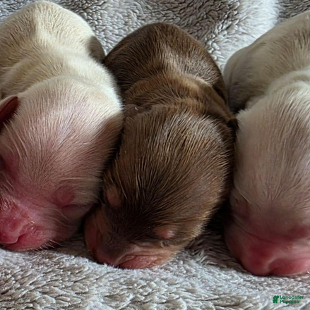 Dachshund dogs Chocolate and cream pink heart girl - Ad 2