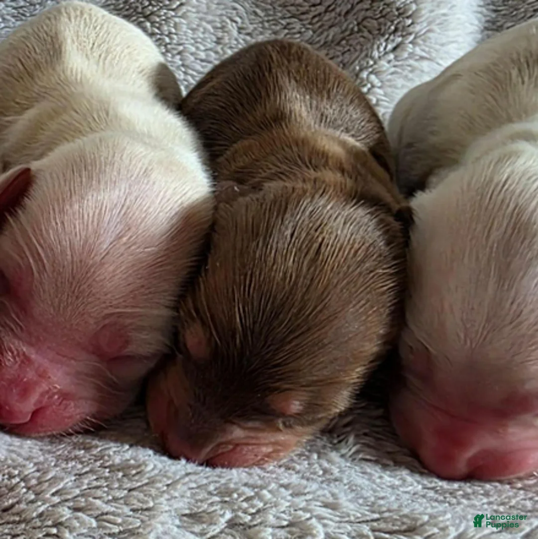 Dachshund dogs for sale: Chocolate and cream pink heart girl - Ad 2