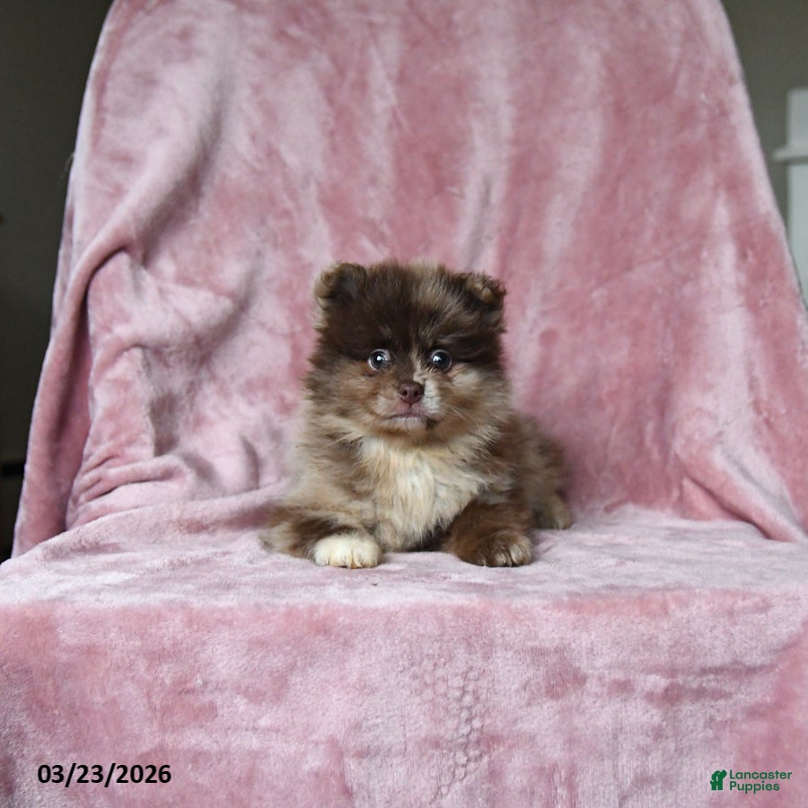 Pomeranian dogs Ozzie - Ad 2