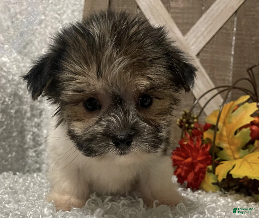 Morkie dogs for sale: Tuffy - Ad 4