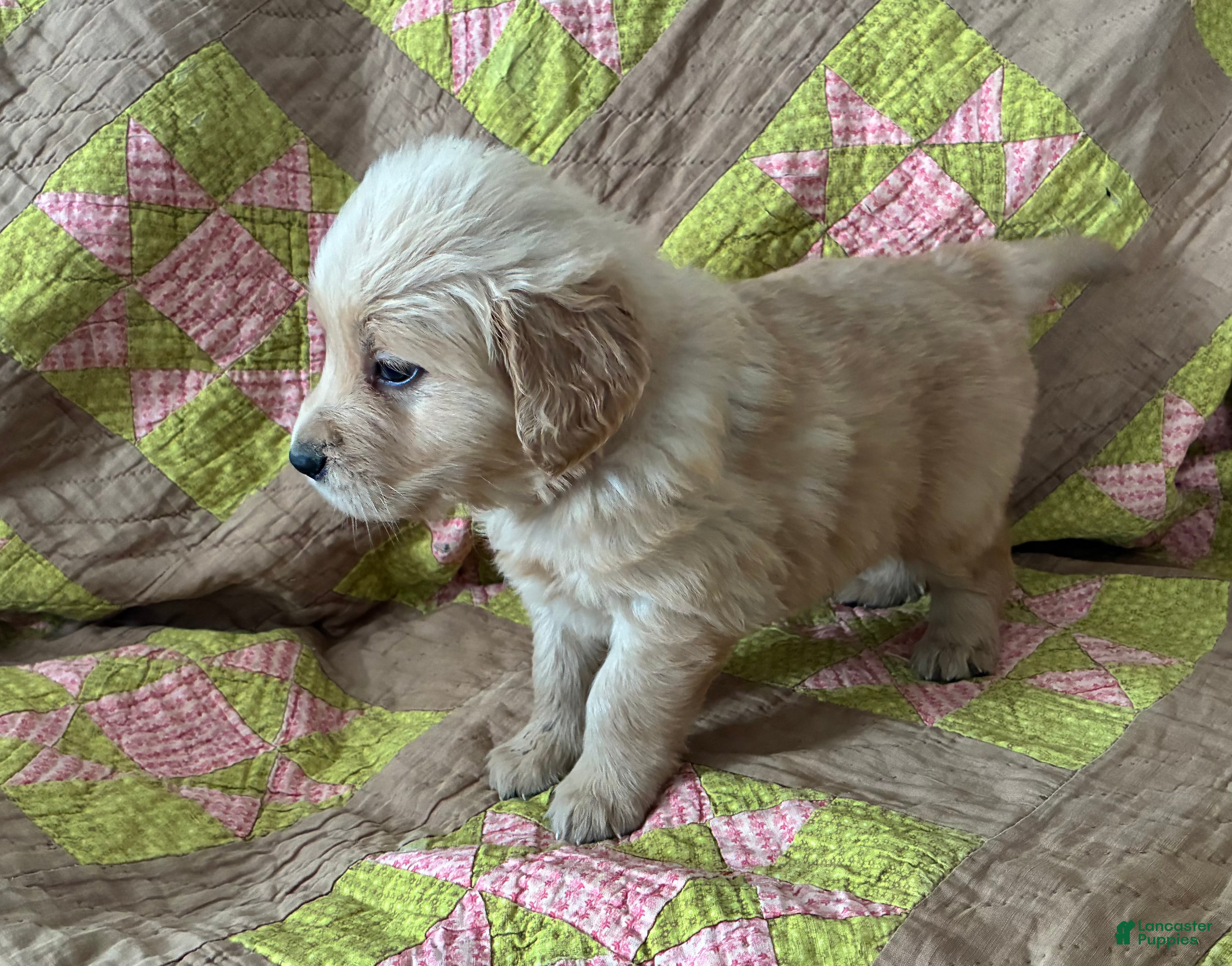 Golden Retriever dogs for sale: Golden Retriever Puppy 1 - Ad 3